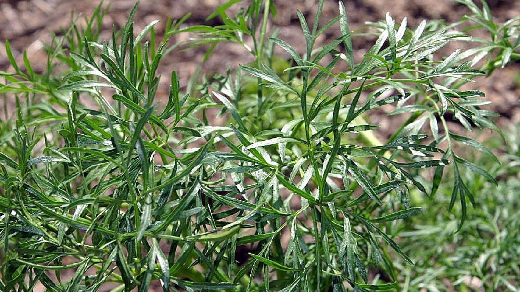 El alimento desconocido en España que es mejor que el ajo baja el