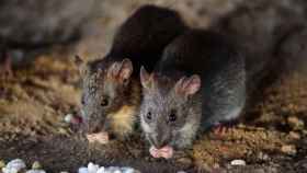 Dos ratas buscan comida entre la basura de Nueva York