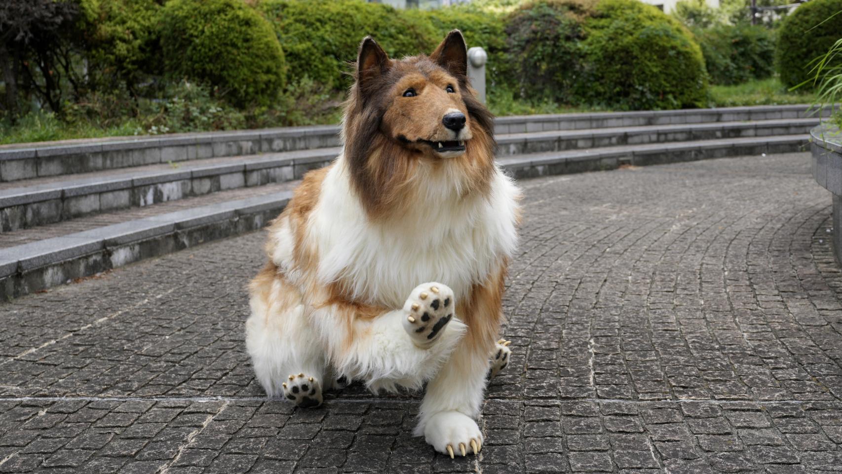 los border collies se sienten solos