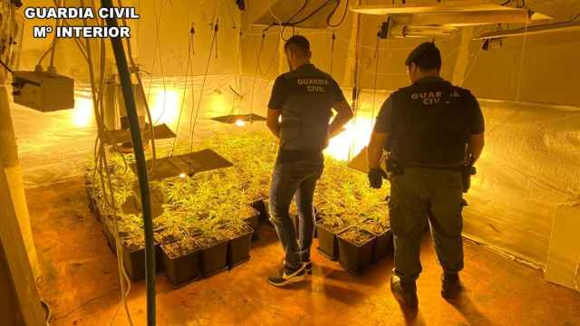 Plantación de marihuana desmantelada en la provincia de Burgos