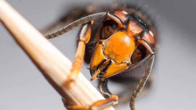 Imagen de cerca de una avispa asiática en España