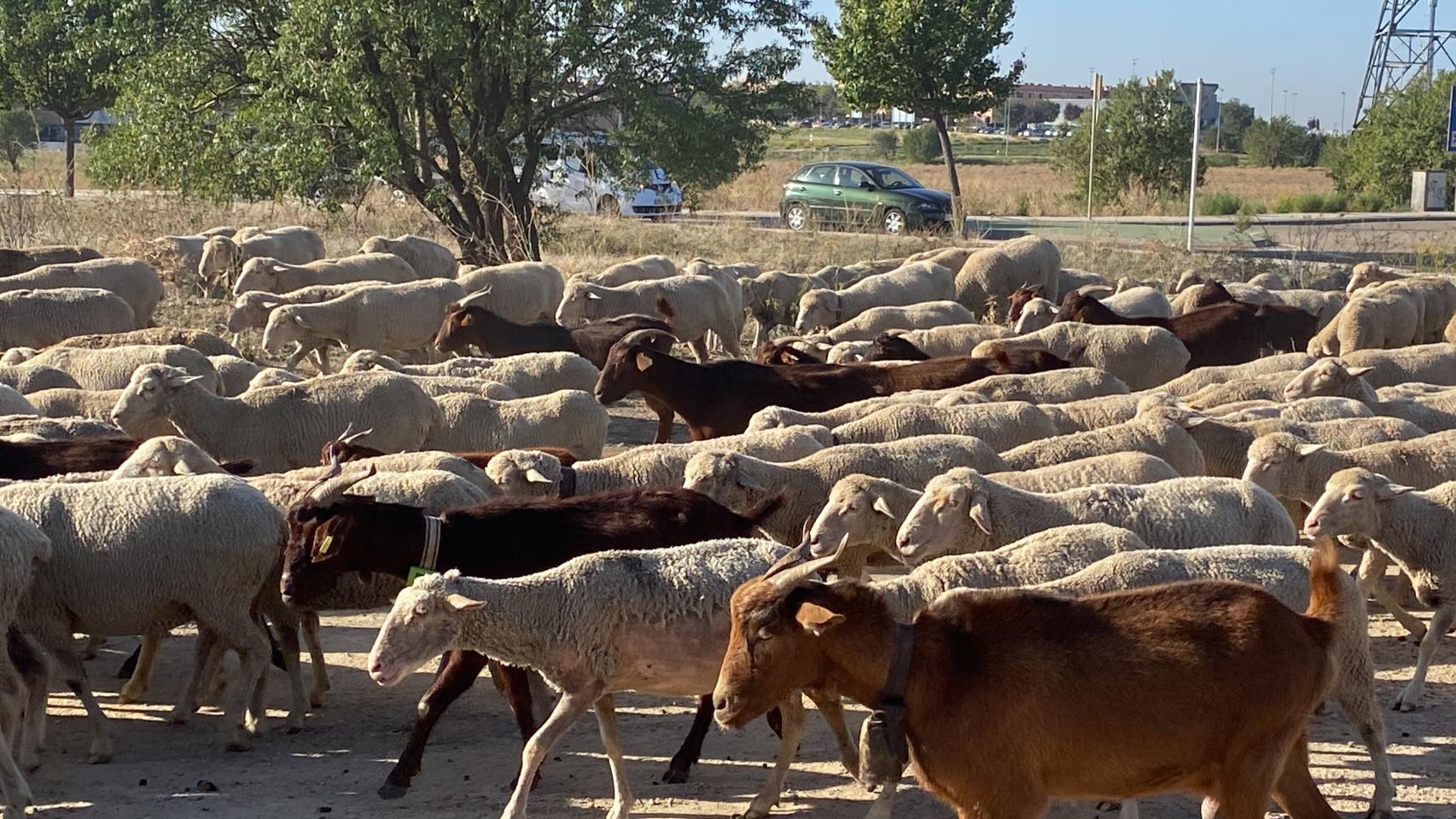 Trashumancia en Valladolid