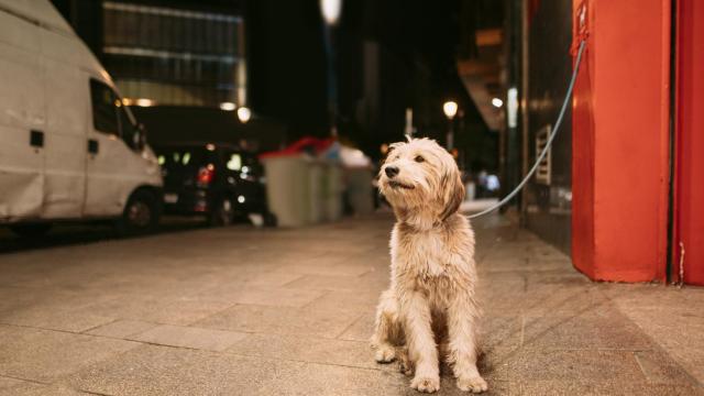 ¿Puedo dejar atado a mi perro a la puerta del supermercado? Esto es lo que dice la Ley del Bienestar Animal