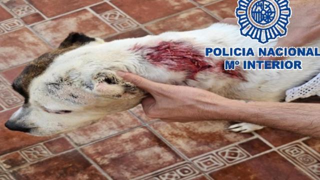 El perro herido tras el suceso.