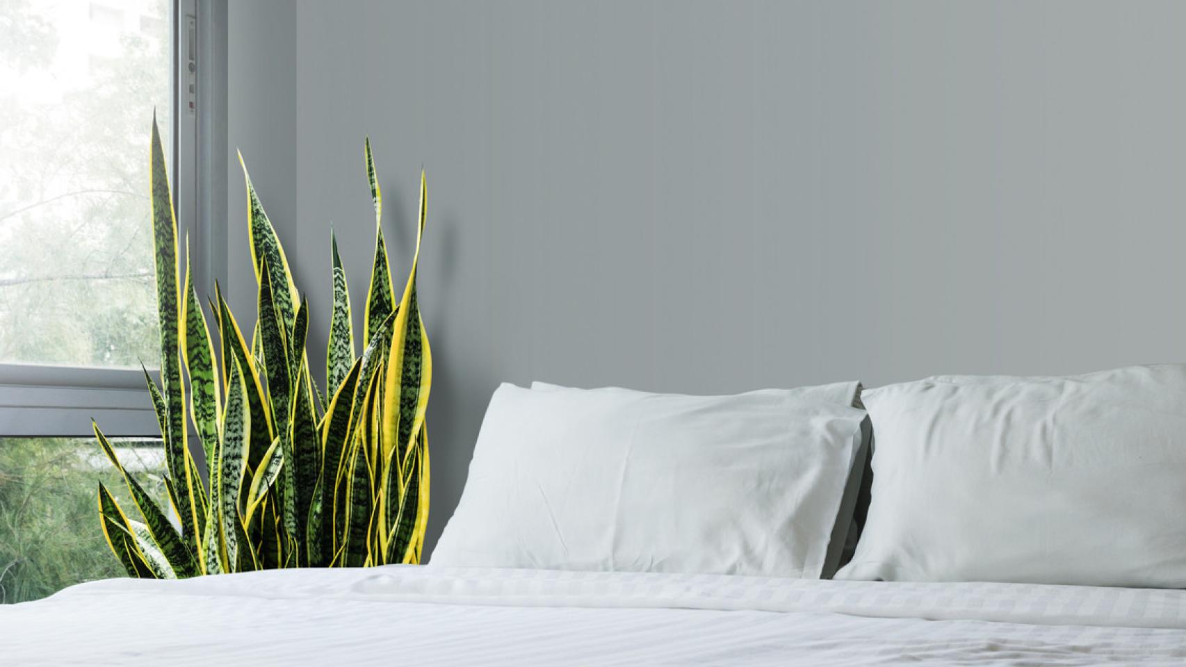 Es bueno tener plantas en el dormitorio?