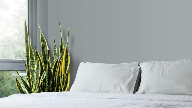 Las plantas de interior que debes tener en el dormitorio para dormir mejor.