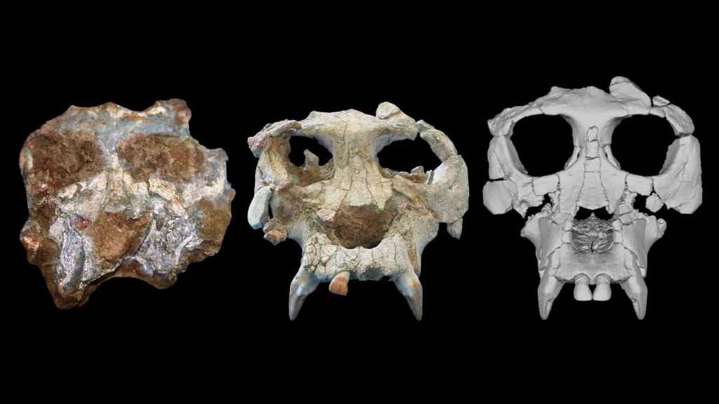 El cráneo de Pau en el momento del hallazgo, tras una restauración y según la reconstrucción virtual.