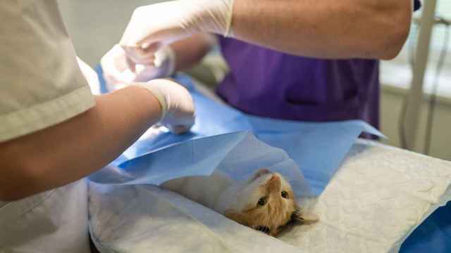 Un veterinario tratando a un gato.