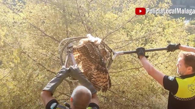 Rescate de un búho real atrapado en una alambrada en Málaga.