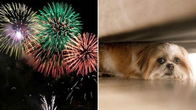 Hay muchos perros que sufren ansiedad con petardos y fuegos artificiales.