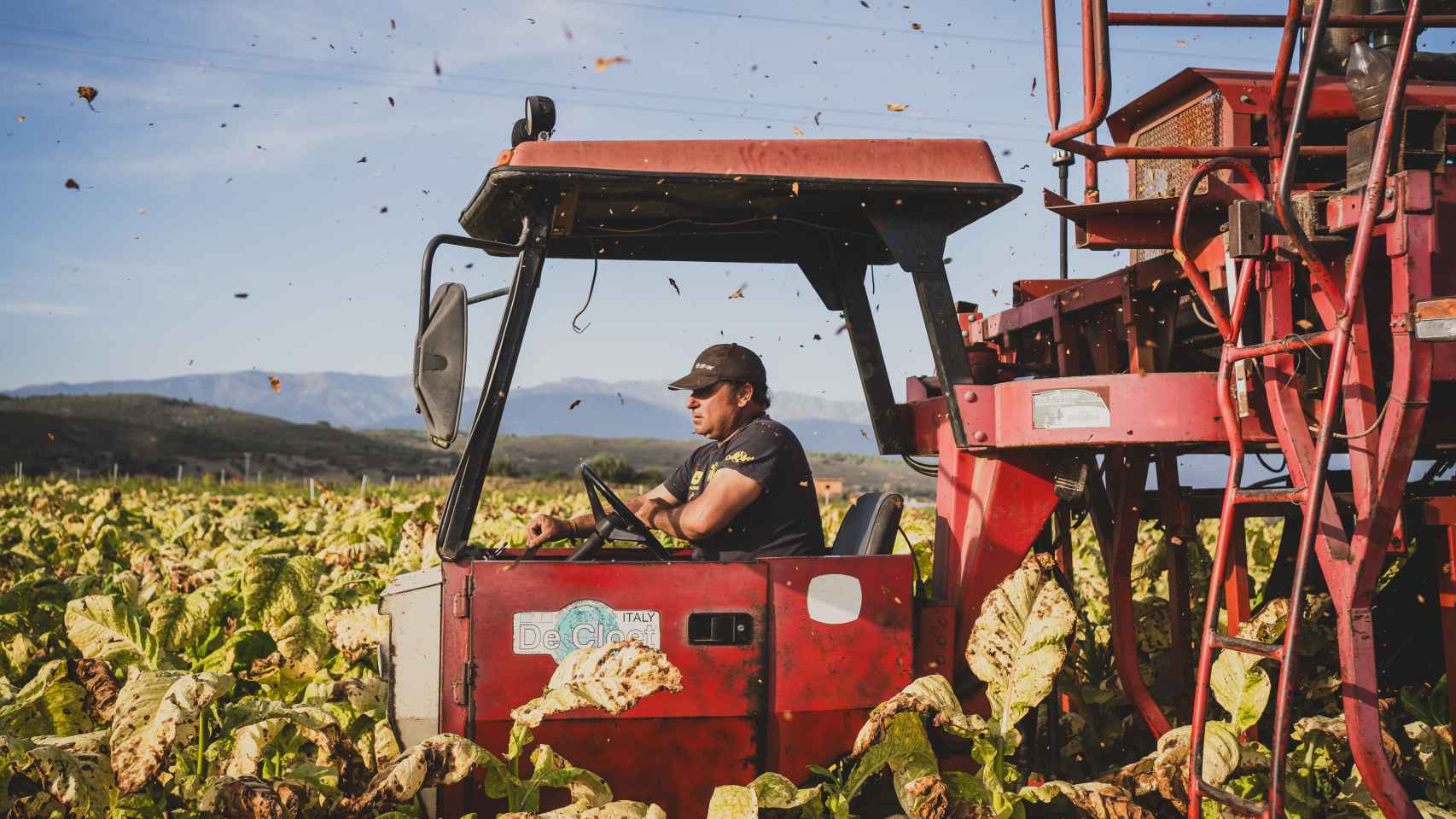 Las imágenes de los últimos cultivadores de tabaco rubio y Kentucky de España