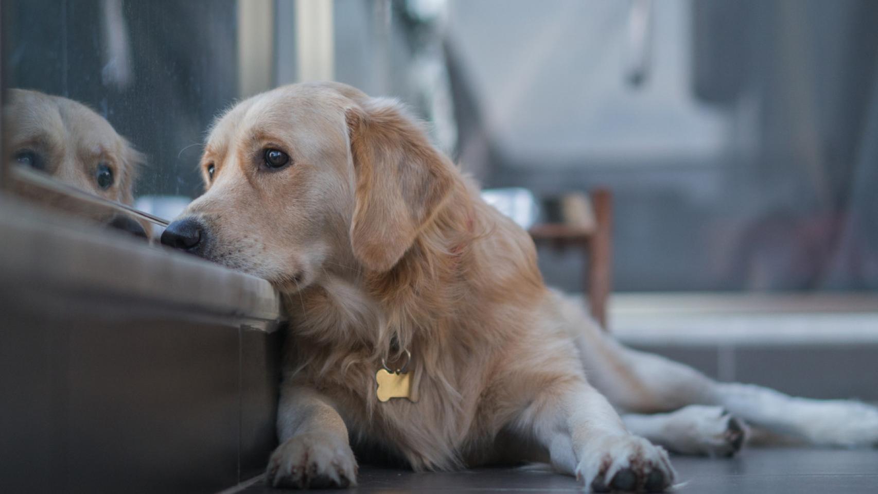 pueden los perros saber si estás triste