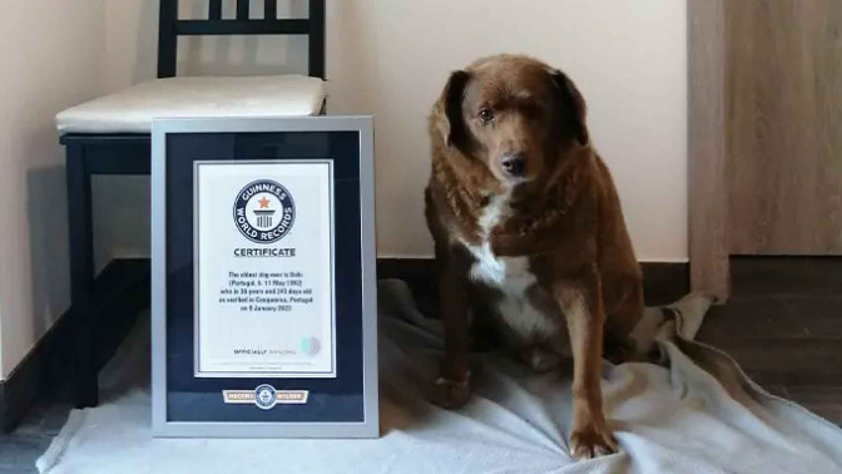 Bobi, el perro más viejo del mundo, con su certificado del Guinness World Record