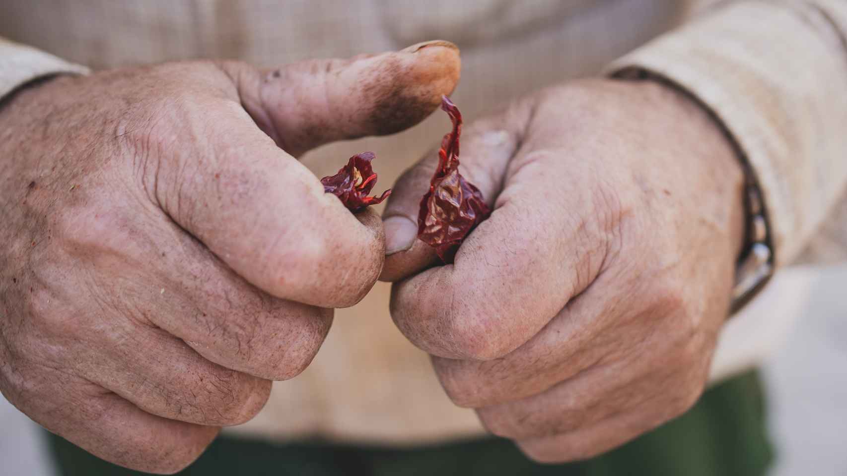 Detalle de las manos de Modesto Encabo, que rompe un pimiento seco para mostrar sus semillas.