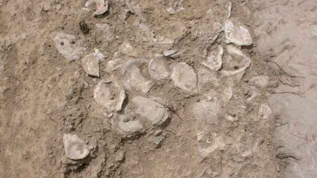 Detalles del vertido de ostras documentado sobre la calle de Los Bañales de Uncastillo, durante su excavación.