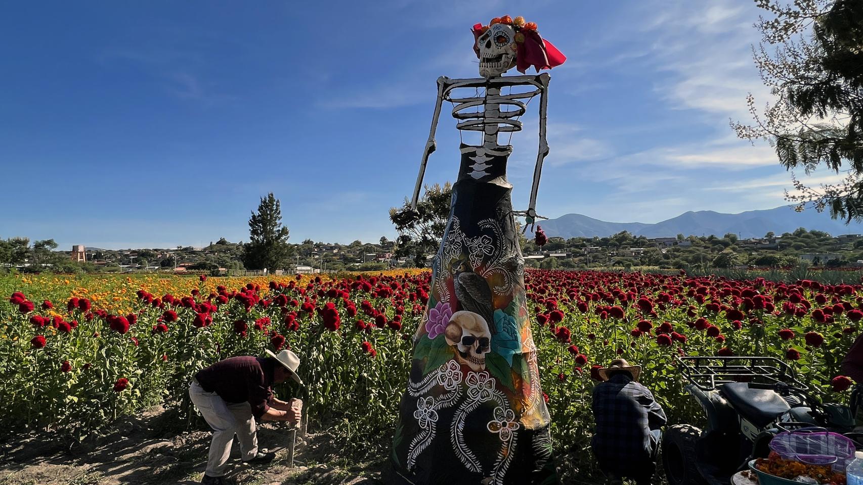 Fotografía de una catrina en un campo de flor de cempasúchil.