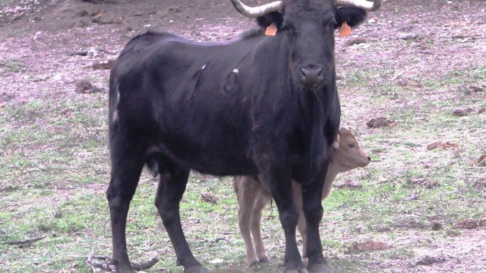 Una visita a la ganadería Pedrés