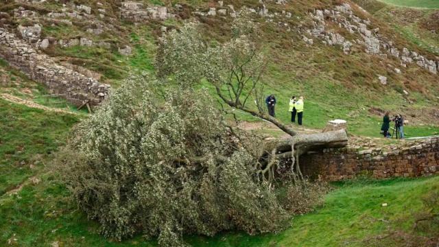 Tala del mítico árbol de la película 'Robin Hood'.