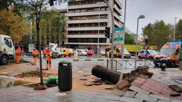 Estado del pavimento y del tronco del árbol que cayó en la calle Almagro, causando la muerte de una joven de 23 años.