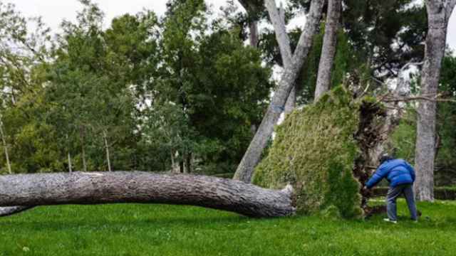 Un árbol caído en el parque del Oeste.