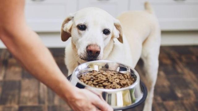 Imagen de archivo de un perro comiendo pienso.