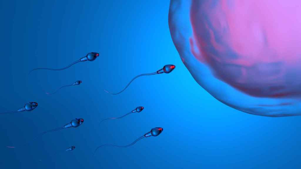 Imagen de archivo de una representación 3D de la fertilización de óvulos humanos por espermatozoides.