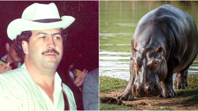 Montaje de Pablo Escobar y un hipopótamo