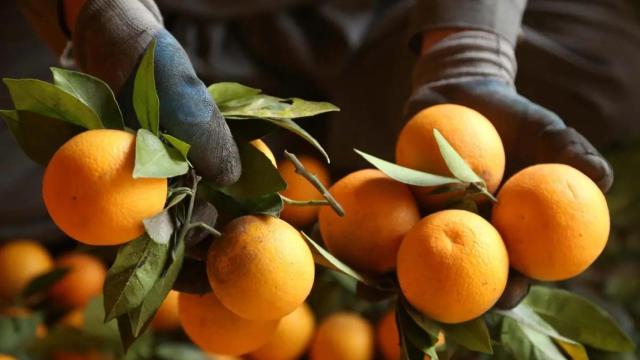 Naranjas.