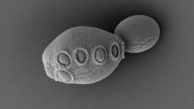 La cepa de levadura syn6.5 concebida en parte con genoma sintético. Cell/Zhao et al.