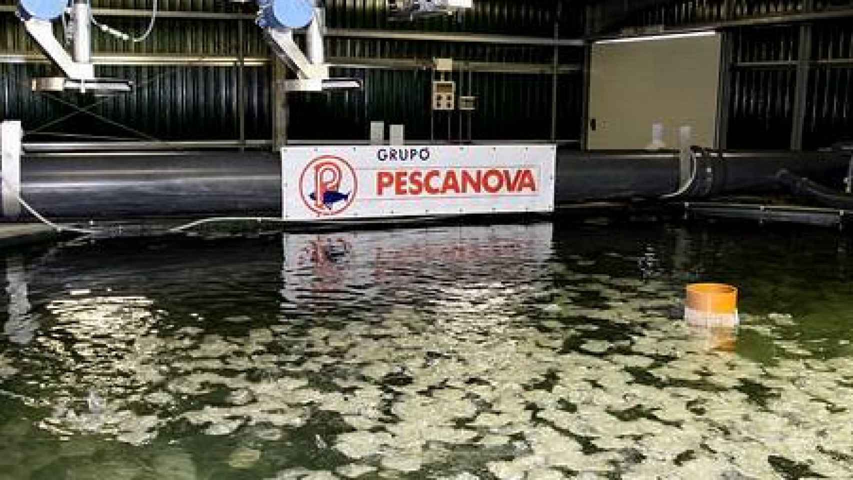 Pescanova aplica la tecnología disruptiva de Elastic Aqua Business en sus plantas acuícolas.