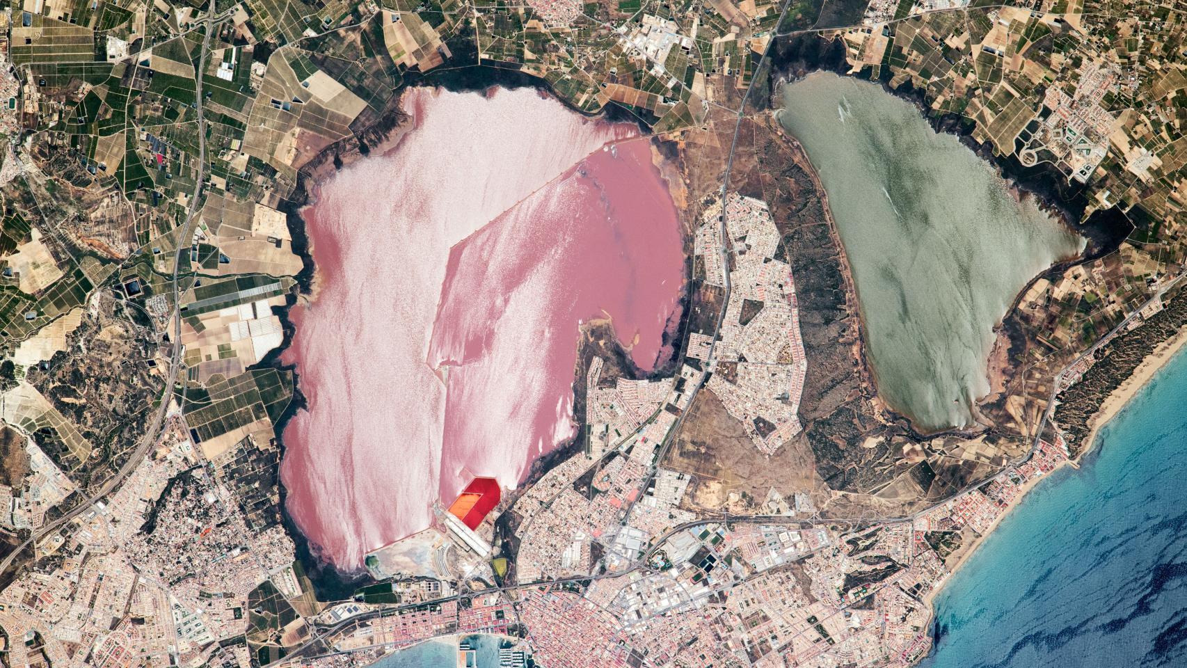 El microorganismo presente en la Laguna Rosa de Torrevieja que podría ...