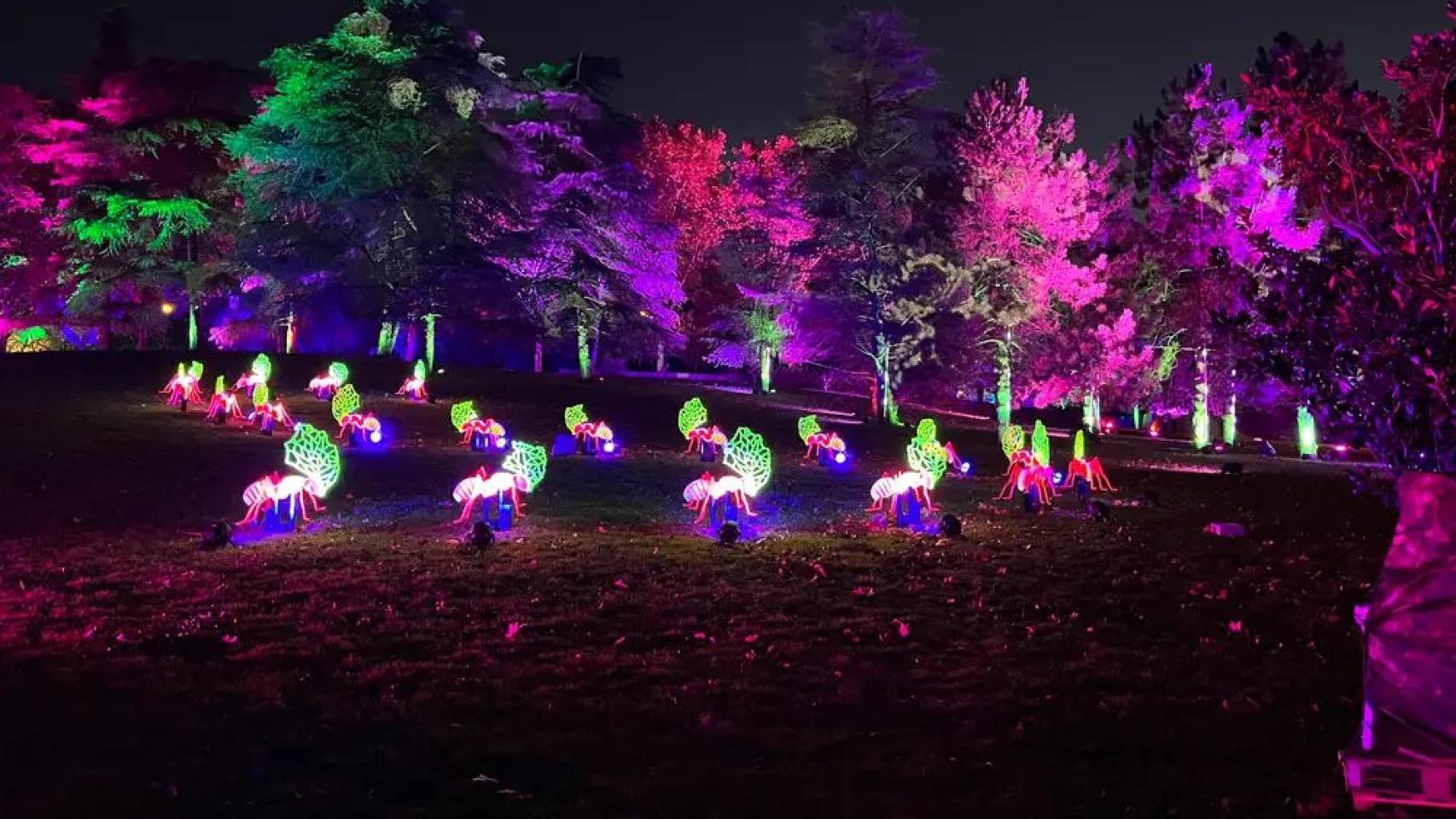 Así Es Naturaleza Encendida: Uno De Los Espectáculos De Luces Más ...