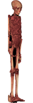 esqueleto de la momia