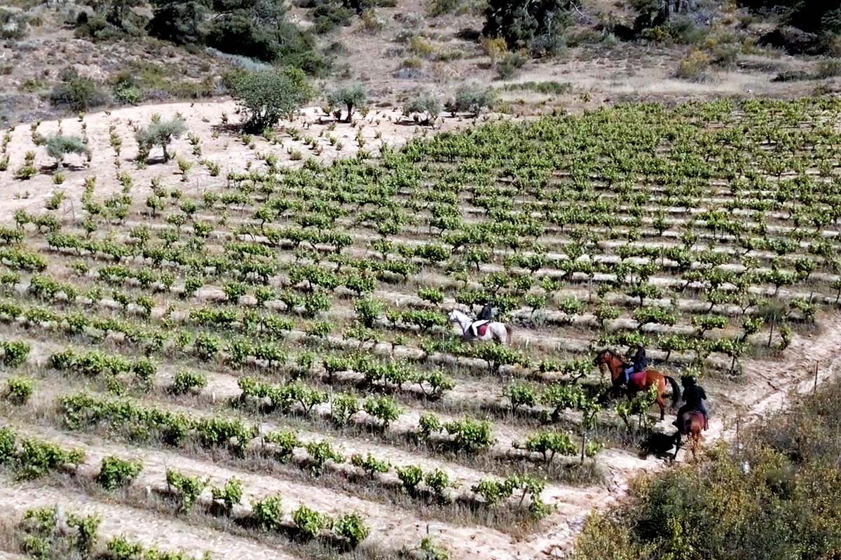 Enoturismo en Madrid, experiencias inolvidables para sublimar el vino madrileño